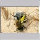 Colletes cunicularius - Weiden-Seidenbiene 21b 14mm.jpg